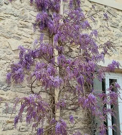 La Bastide Des Arts Frühstückspension Saumane-de-Vaucluse